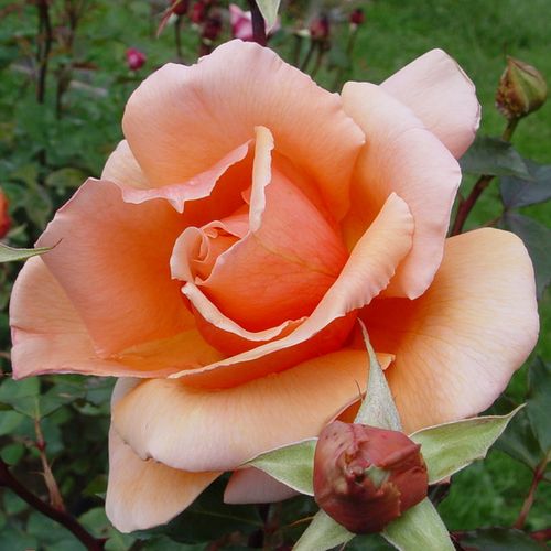 Rosa Just Joey™ - oranje - theehybriden